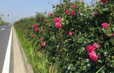 藤本月季的修剪和牵引