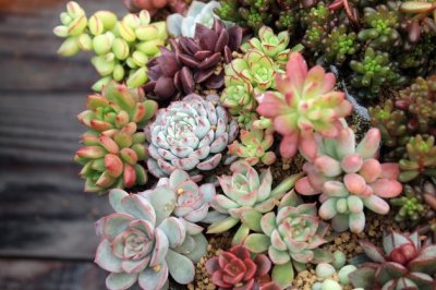 夏天多肉植物怎么养？多肉安全度夏，有妙招！