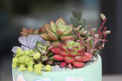 多肉植物叶子变软干瘪怎么办