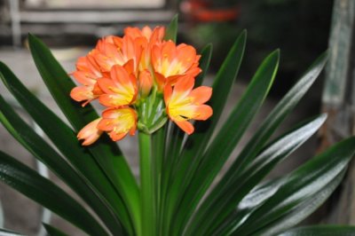 君子兰怎么养才能开花