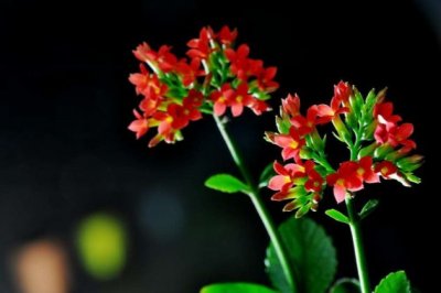 长寿花为什么不开花
