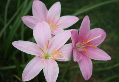 水仙花有毒吗？水仙花适合放在卧室内吗？水仙花闻多了会中毒吗？
