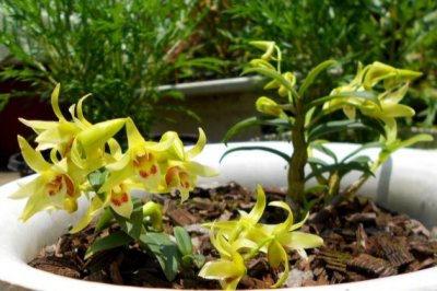 石斛烂根怎么办