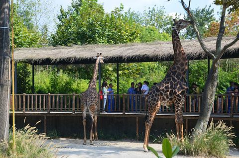 上海野生动物园(Shanghai Wild Animal Park)