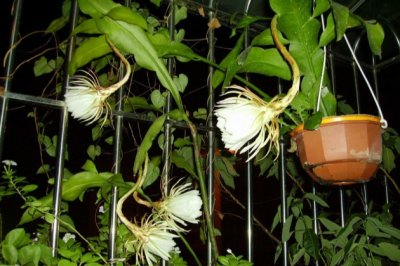 昙花怎么养？