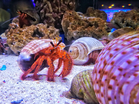 汉海海洋公园(Hanhai Ocean Park)