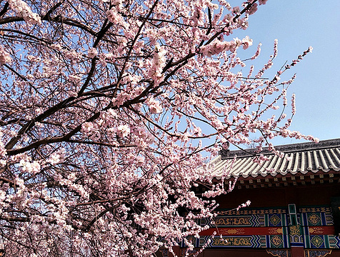 桃花堤公园(Taohuadi Park)