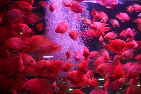 富国海底世界(Fuguo Sea World)