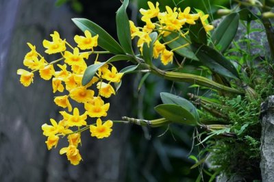 石斛怎么栽培？石斛的种法介绍