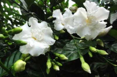 你养了多年的栀子花可能是假的！栀子花与狗牙花的区别