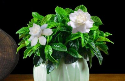 栀子花怎么养才能开花