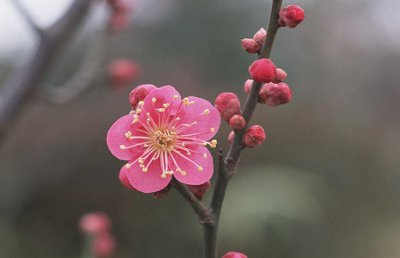 元旦开花的花卉盆栽绿植有哪些？