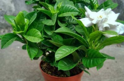 栀子花怎么养