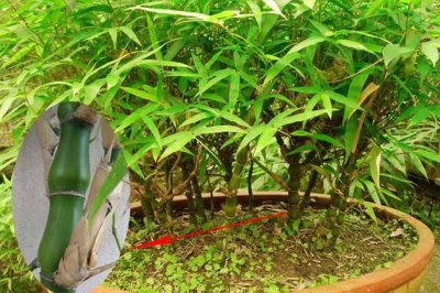 竹子怎么养才能更旺盛？竹子的繁​殖方法？竹子的种类有多少种？
