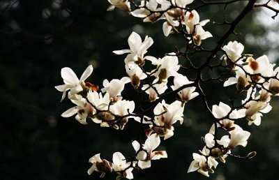 怎么延长白玉兰的花期？