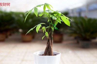 幸福树和发财树的区别::幸福树和发财树哪个好养？