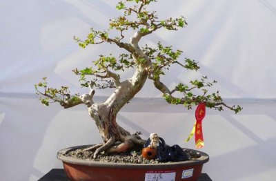 盆景怎么养