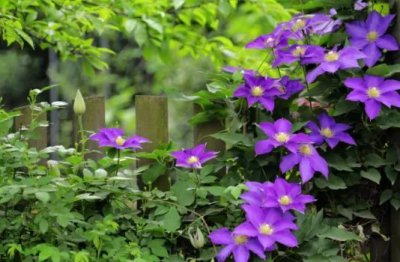 分三类告诉你铁线莲该怎么修剪