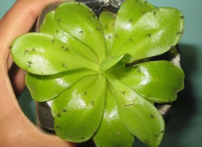 小黑飞怎么杀？花盆加这几样轻松彻底清除盆栽小黑飞