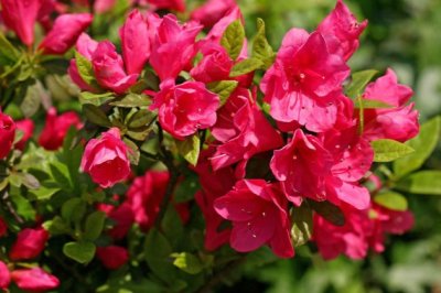 杜鹃花掉叶子是怎么回事？杜鹃花掉叶子怎么办？