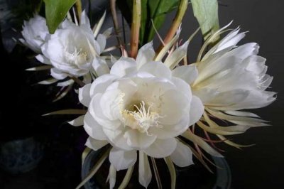 昙花叶子发黄怎么办