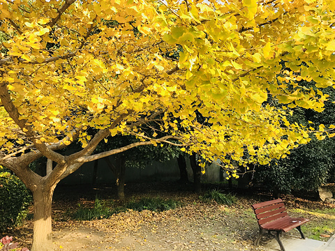 上海共青森林公园(Gongqing National Forest Park)