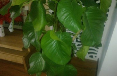 绿宝树怎样修剪？绿宝树修剪方法