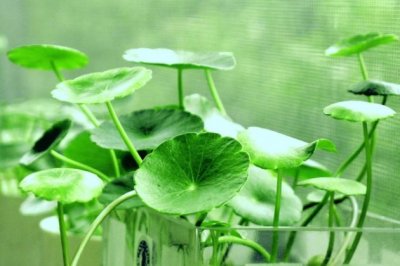铜钱草有毒吗？铜钱草适合放卧室内养吗？有什么作用与功效