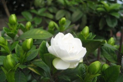 夏季栀子花养殖的注意事项
