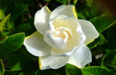 栀子花冬季怎么养？栀子花冬季能修剪吗？栀子花冬天会冻死吗？