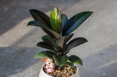 家里有孕妇能养橡皮树吗？