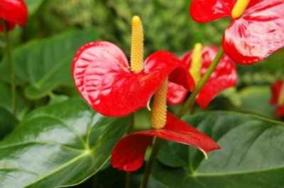 红掌怎么养长得快