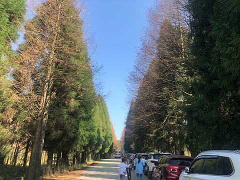 山王坪银杏林场(Shanwang Ping Ginkgo Forest)