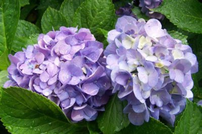绣球花有毒吗？绣球花可以放在卧室内吗？