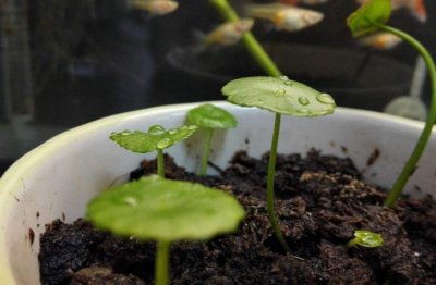 铜钱草剃头后怎样养护