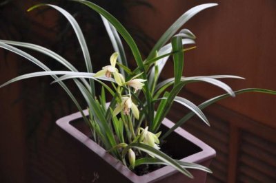 大花蕙兰烂根怎么办？大花蕙兰烂根如何处理？