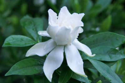 栀子花有毒吗？栀子花可以放在卧室吗？