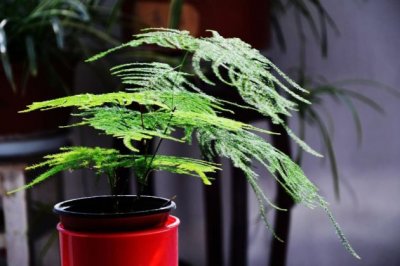 文竹不长新枝怎么办？