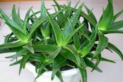 海虎兰芦荟有毒吗？海虎兰芦荟有何功效作用？