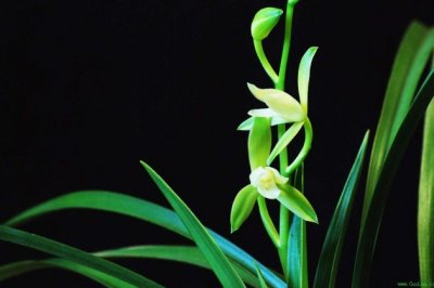 兰花为什么不开花？兰花什么时候开花？