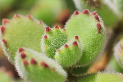 熊童子怎么养？多肉植物熊童子的养殖方法和注意事项
