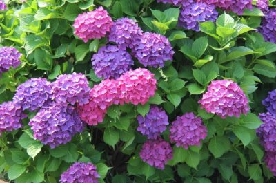绣球花有毒吗？绣球花适合放在室内吗？