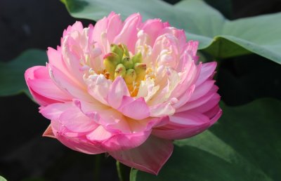 碗莲叶子发黑腐烂枯萎怎么办？