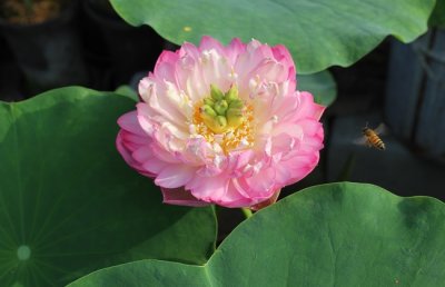 碗莲怎么入泥定植？碗莲的土培方法