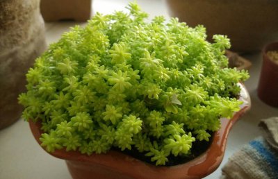 黄金万年草蔫了怎么办？