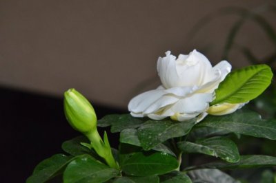 栀子花叶子发黄是什么原因？