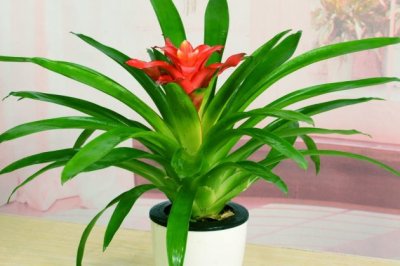 鸿运当头长歪了怎么办