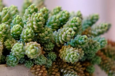 简单易养能爆盆的多肉植物大盘点