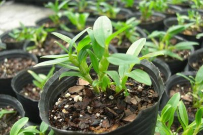 盆栽石斛怎么栽种？盆栽石斛的栽培方法