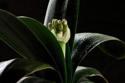 室内盆栽植物的常见死因以及处理技巧，再也不怕把绿植养死了哦！